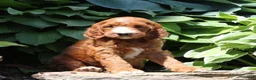Irish Doodle dogs for sale: Rex - Ad 1