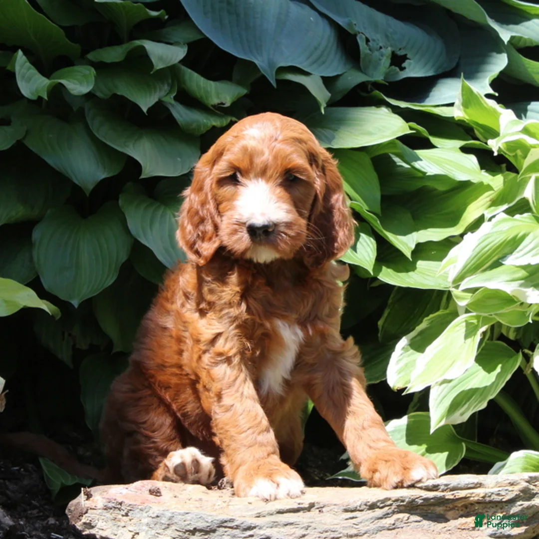 Irish Doodle dogs for sale: Rex - Ad 1