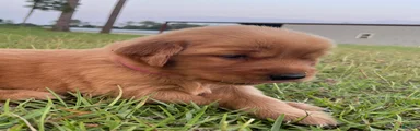 Golden Retriever 3