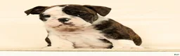English Bulldog dogs for sale: Zayne - Ad 5
