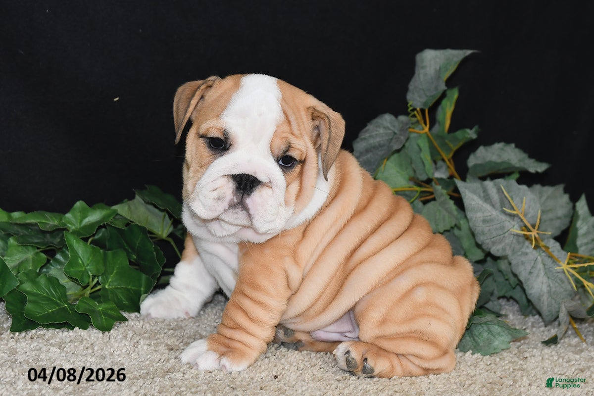 English Bulldog dogs Max - Ad 1