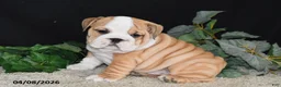 English Bulldog dogs for sale: Max - Ad 1