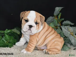 English Bulldog dogs for sale: Max - Ad 2