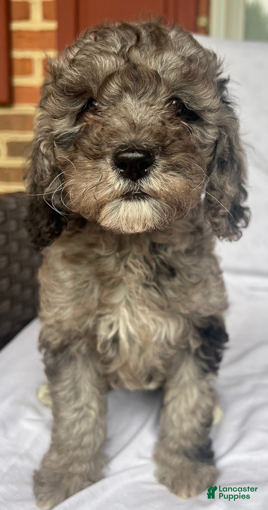 Mini Goldendoodle dogs Blue - F1B mini Golden Doodle (blue merle) - Ad 2