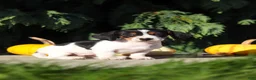 Dachshund dogs for sale: Bailey - Ad 10