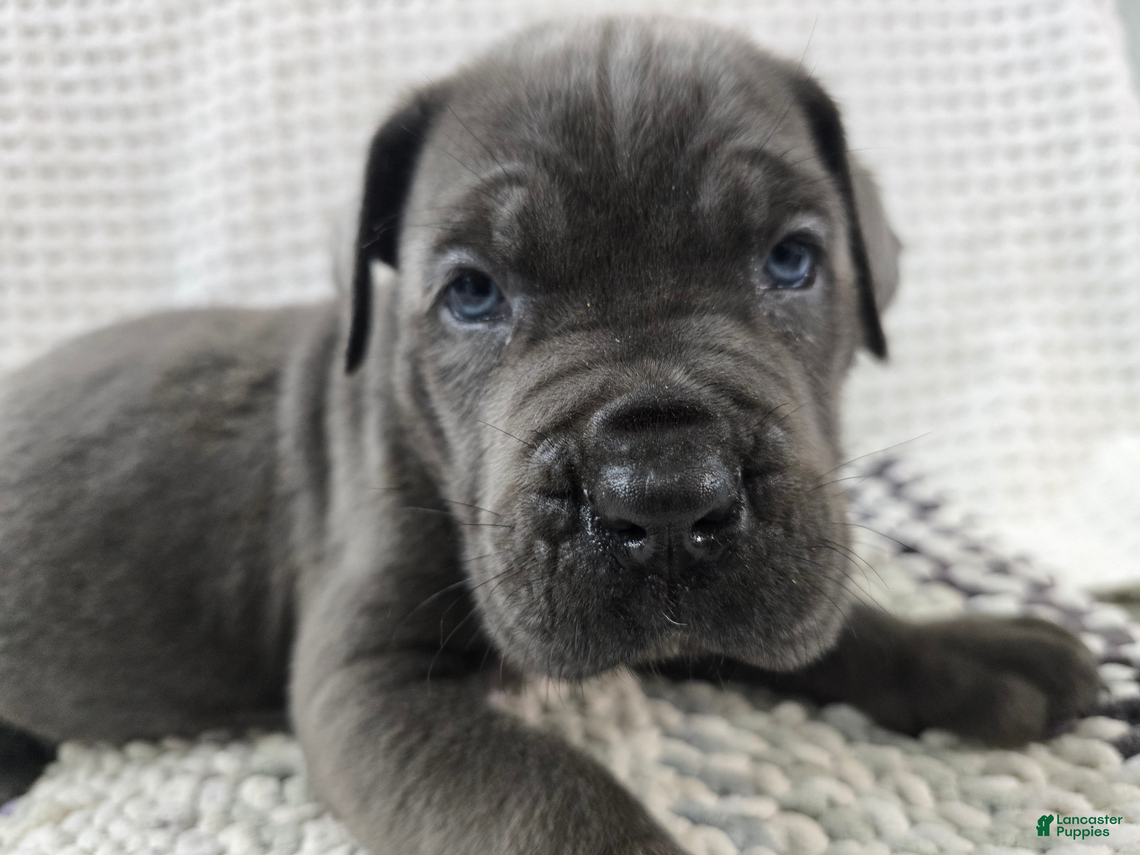 Cane Corso (Cane Corso, Female) in West Palm Beach, FL