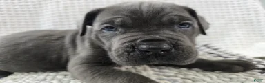 Cane Corso 3