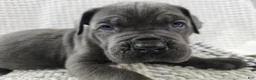 Cane Corso dogs for sale: Cane Corso 3 - Ad 1