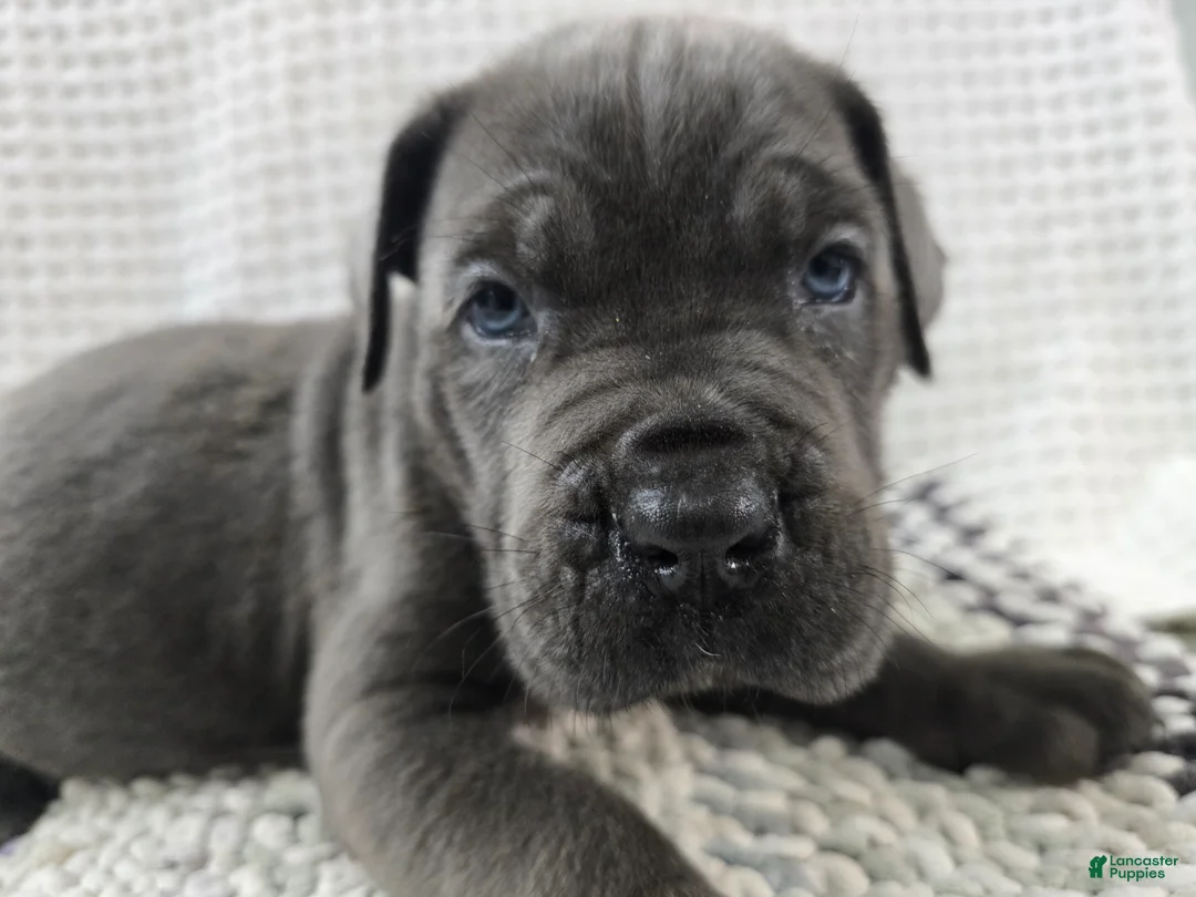 Cane Corso dogs for sale: Cane Corso 3 - Ad 1