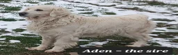 Golden Retriever dogs for sale: Emily - Ad 10