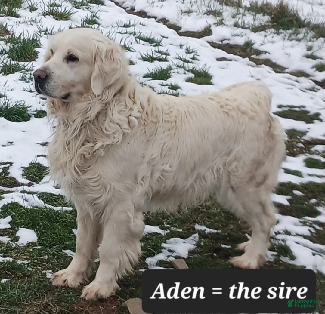 Golden Retriever dogs for sale: Emily - Ad 10