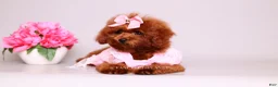 Toy Poodle dogs for sale: Ruby mahogany red toy girl  - Ad 3
