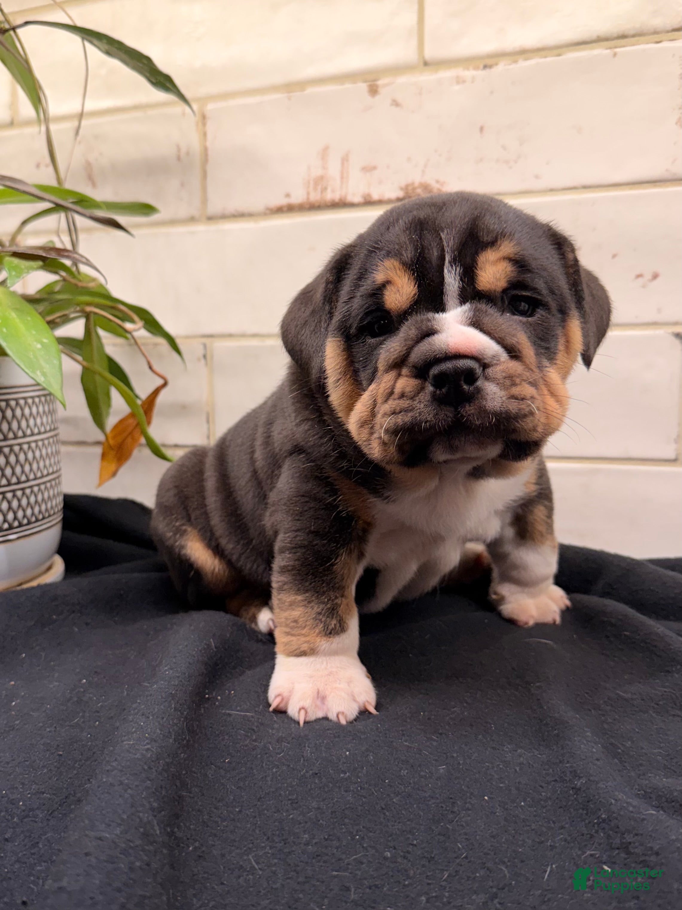 Beabull dogs Tulip - Ad 1