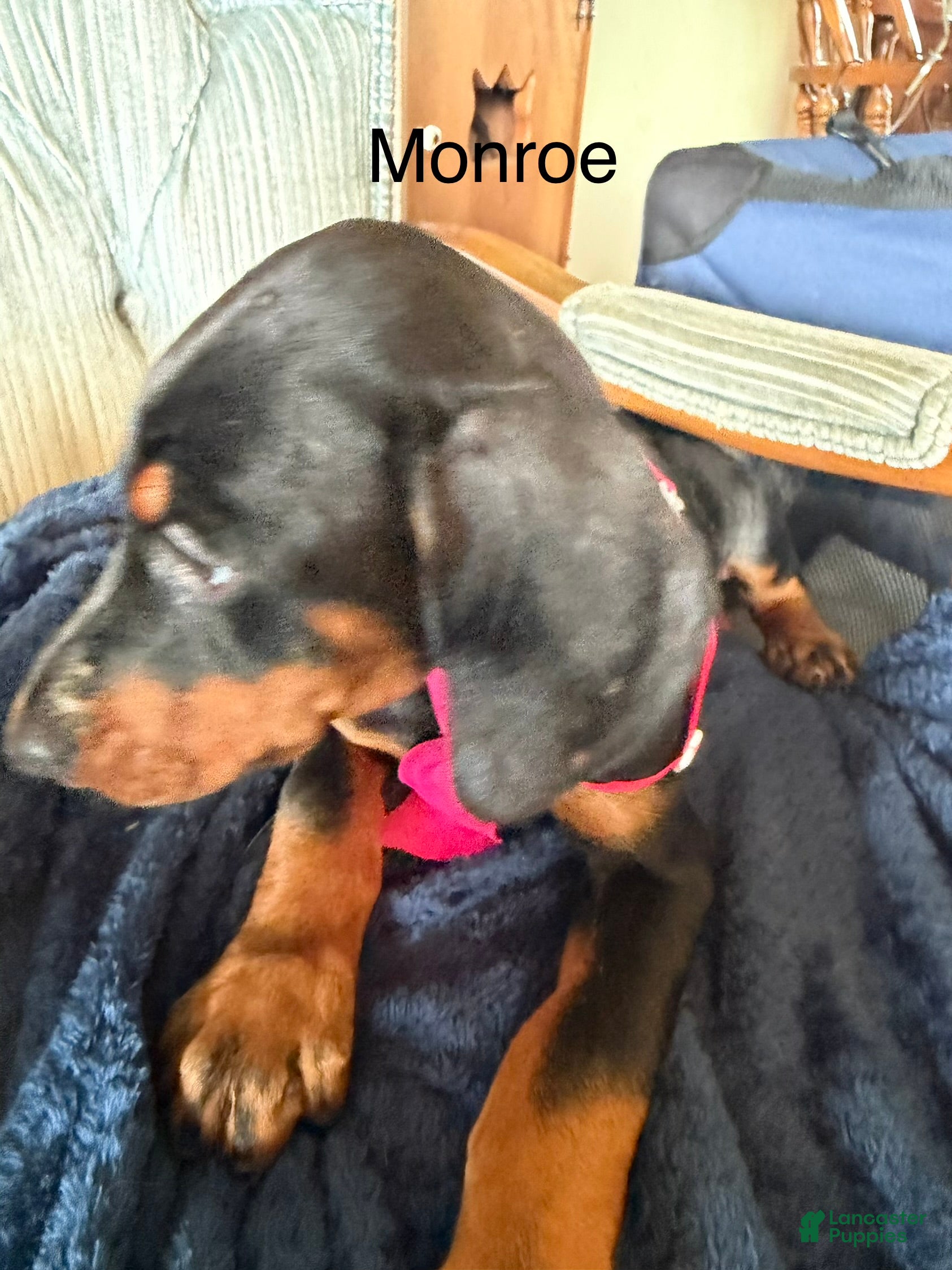 Doberman Pinscher dogs Doberman Pinscher 5 - Ad 1