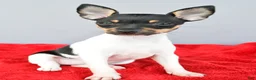 Toy Fox Terrier dogs for sale: Biscuit - Ad 4