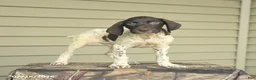 German Shorthaired Pointer dogs for sale: Duke - Ad 3