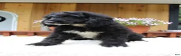 Bernedoodle dogs for sale: Mason - Ad 5