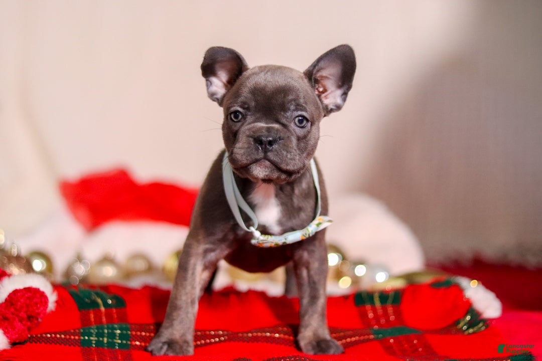 Mixed Breed dogs for sale: Rocky - Ad 2