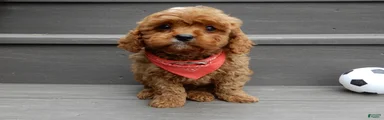 Cooper