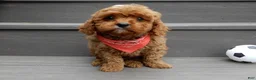 Cavapoo dogs for sale: Cooper - Ad 1