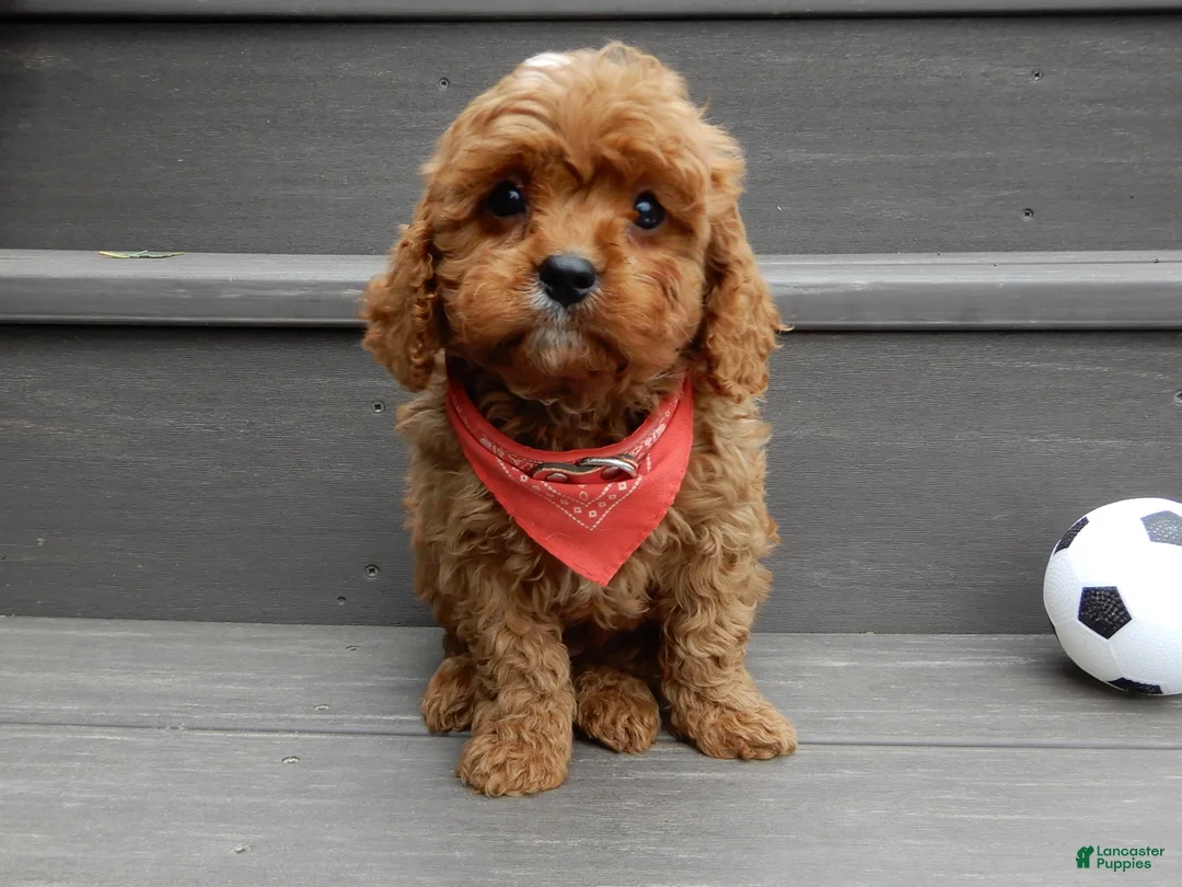 Cavapoo dogs for sale: Cooper - Ad 1