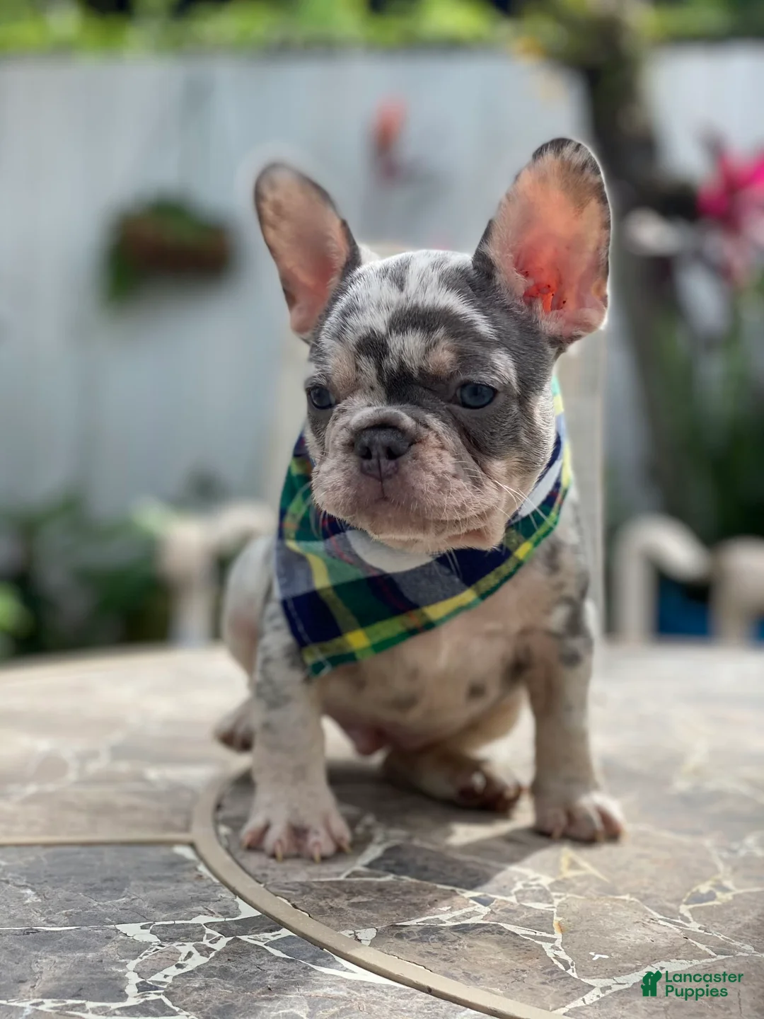 Gallery Image {{count}}