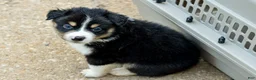 Miniature Australian Shepherd dogs for sale: Miniature Australian Shepherd 4 - Ad 7