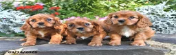 Cavalier King Charles Spaniel dogs for sale: Prince Henry - Ad 5
