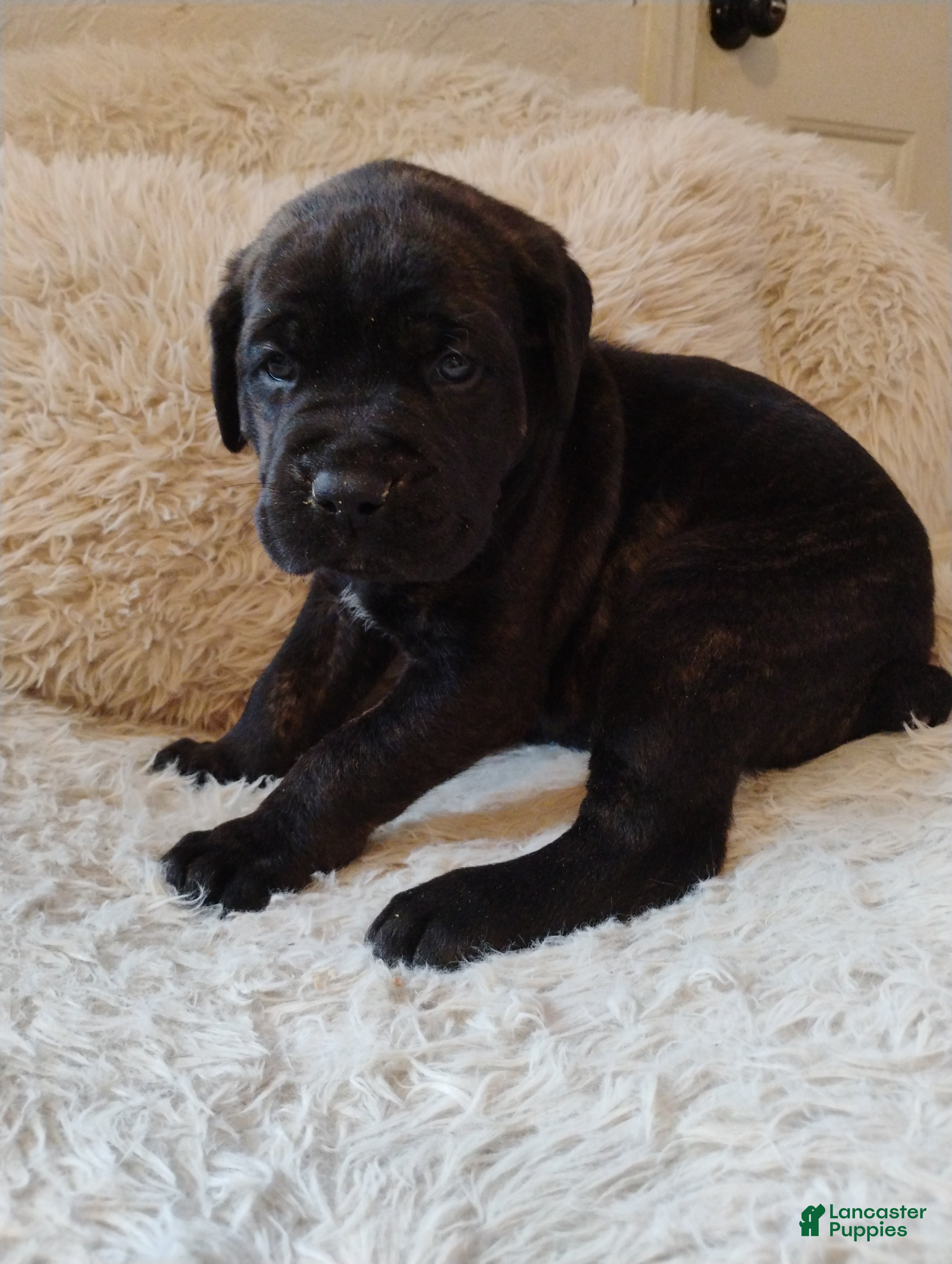 Mixed Breed dogs Blue collar  - Ad 34