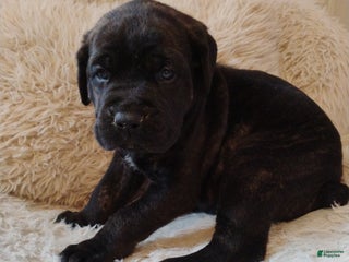 Mixed Breed dogs Blue collar - Ad 34