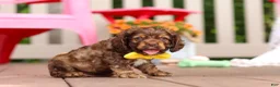 Cocker Spaniel dogs for sale: Milo - Ad 5