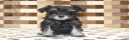 Miniature Schnauzer dogs for sale: Penny - Ad 3