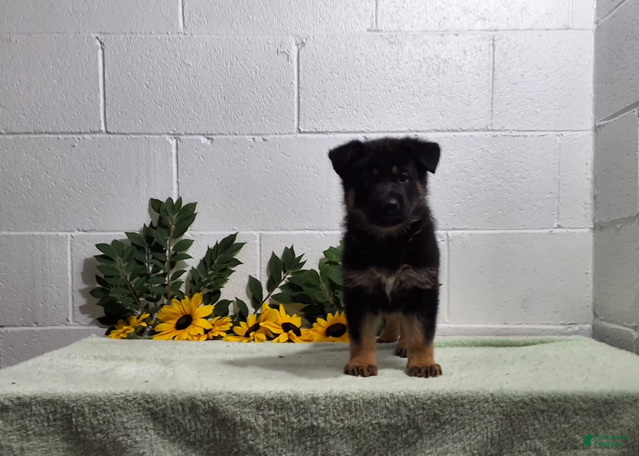 German Shepherd dogs Hunter  - Ad 5