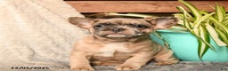 French Bulldog dogs for sale: Baby Ruth - Ad 4