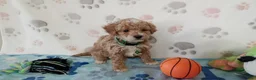 Cockapoo dogs for sale: Snoopy  - Ad 6