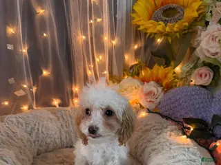 Miniature Poodle dogs for sale: Miniature Poodle 2 - Ad 2