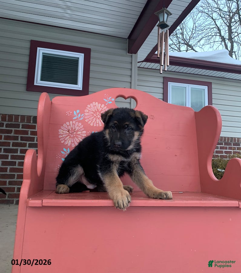 German Shepherd dogs Bobby - Ad 28