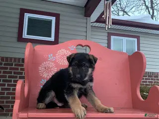 German Shepherd dogs Bobby - Ad 28