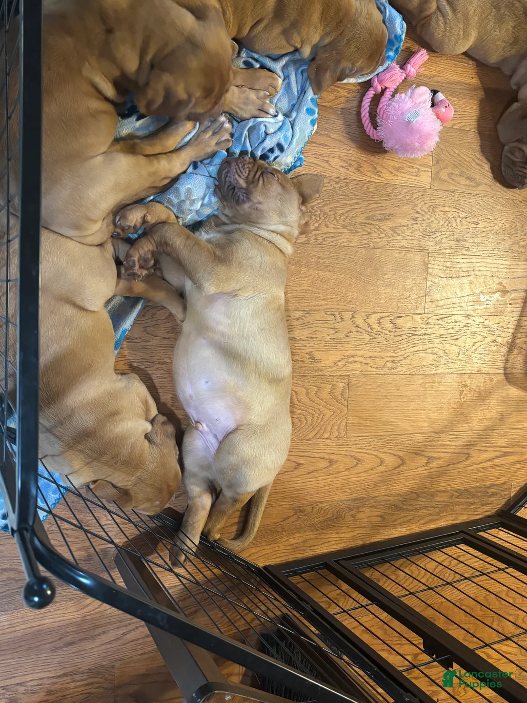 Dogue De Bordeaux dogs for sale: Dogue De Bordeaux Puppy 5 - Ad 26