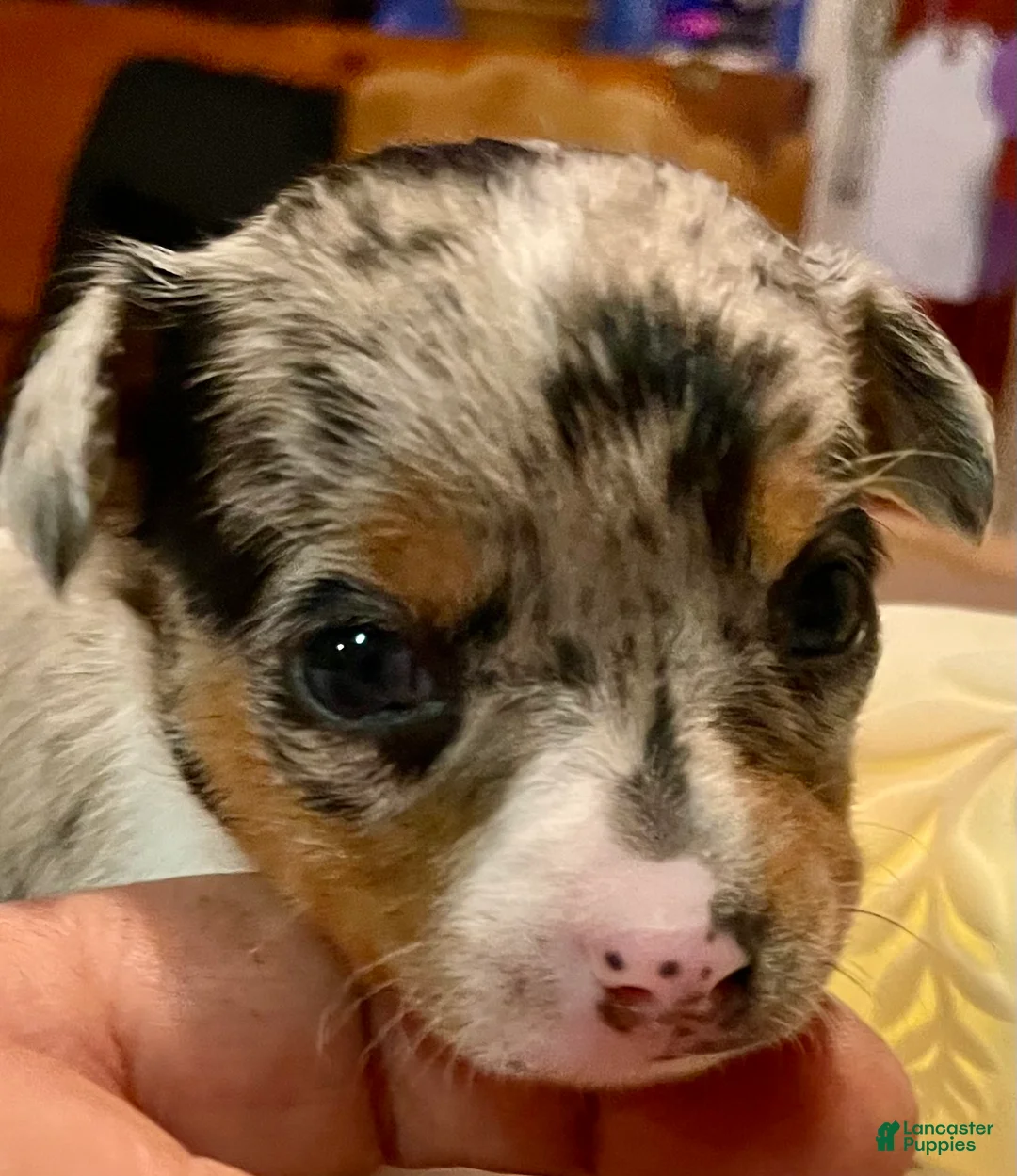 Chihuahua dogs for sale: Chihuahua Puppy 1 - Ad 2