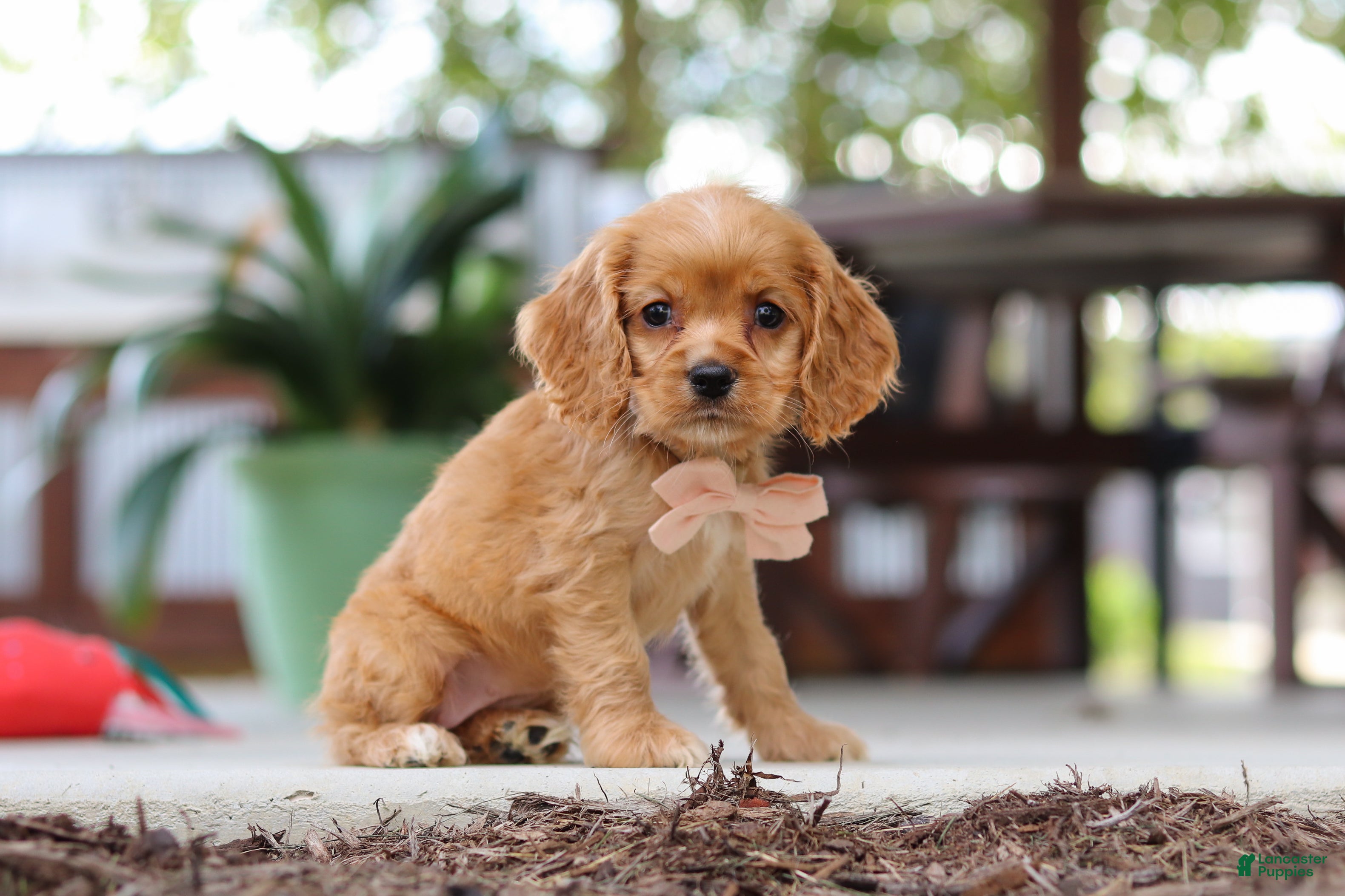 Cocker Spaniel dogs Billie - Ad 2