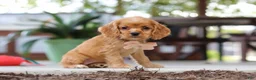 Cocker Spaniel dogs for sale: Billie - Ad 2