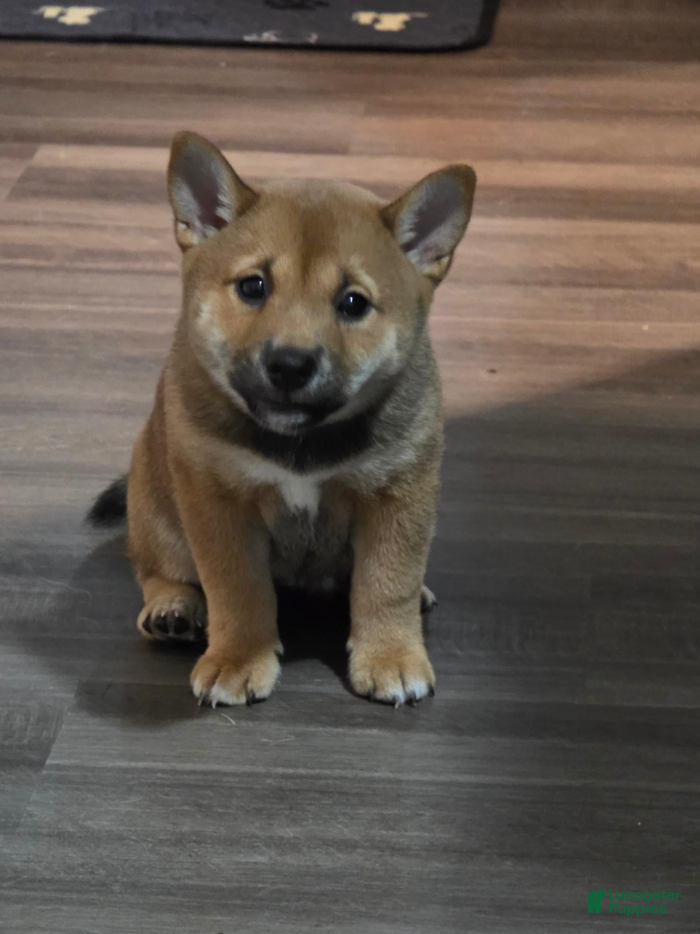 Shiba Inu dogs Shiba Inu 2 - Ad 34