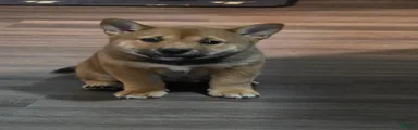 Shiba Inu 2