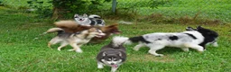 Pomsky dogs for sale: Presley - Small Girl - Ad 7