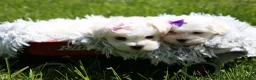 Maltipoo dogs for sale: Rue - Ad 17