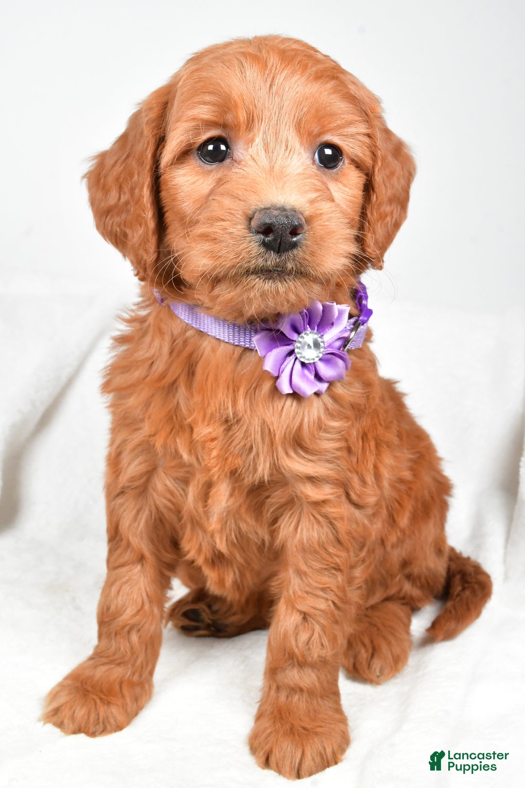Mini Goldendoodle dogs for sale: Barb - Ad 8