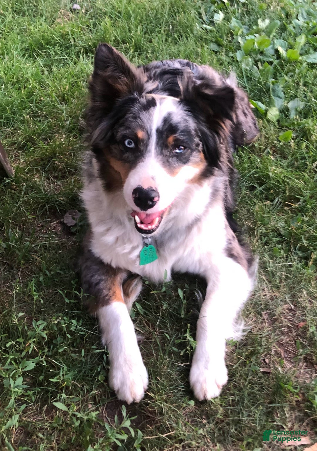 Gallery Image {{count}}