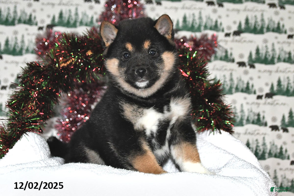 Shiba Inu dogs Suzy Q - Ad 20