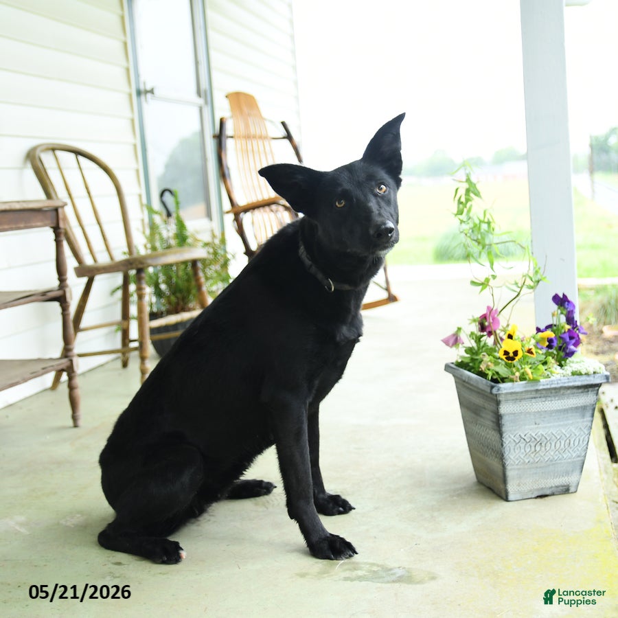 Mixed Breed dogs Jetta - Ad 2